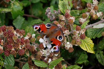 A Peacock Butterfly on Black Berries.