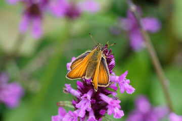 An Essex Skipper on a pink Flower.