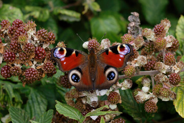 A Peacock Butterfly on Black Berries.