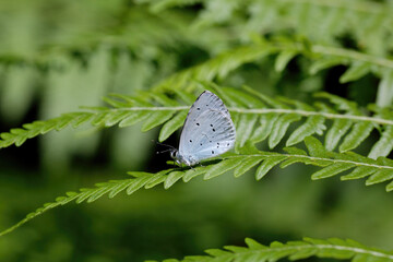 A Holly Blue Butterfly sitting on Bracken.