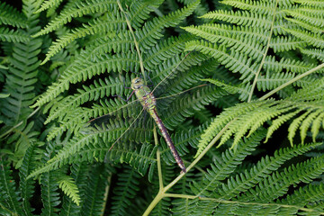 A Emperor Dragonfly sitting on Bracken.