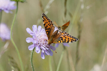A Dark Green Fritillary nectaring on scabious.