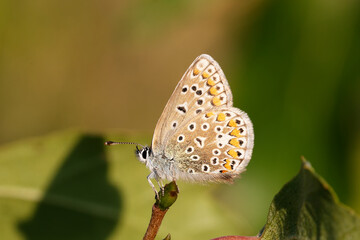 Obraz premium A Common Blue Butterfly roasting.