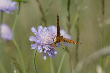 A Dark Green Fritillary nectaring on scabious.
