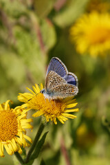 A Common Blue Butterfly on Fleabane.