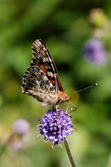 Fototapeta na wymiar Painted lady Butterfly nectaring on Devil's bit scabious.