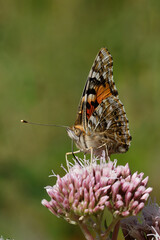 Painted lady Butterfly nectaring on Agrimony.