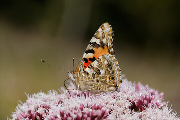 Painted lady Butterfly nectaring on Agrimony.