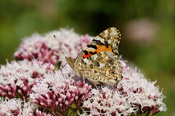 Painted lady Butterfly nectaring on Agrimony.