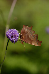 A Comma Butterfly, nectaring on devil's bit scabious.