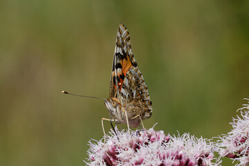 Painted lady Butterfly nectaring on Agrimony.