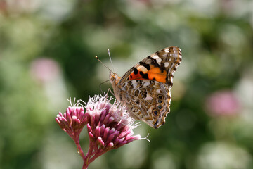 Painted lady Butterfly nectaring on Agrimony