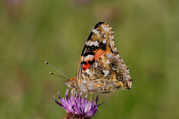 Painted lady Butterfly nectaring on knapweed