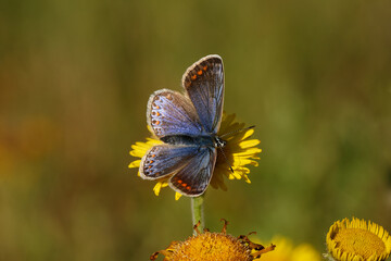 A Common Blue Butterfly on Fleabane.