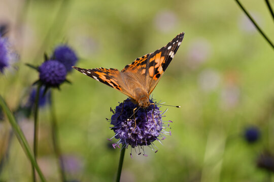 Painted lady Butterfly nectaring on Devil's bit scabious.