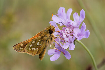 Silver-spotted Skipper Nectaring on scabious.