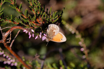 A Small Heath nectaring.