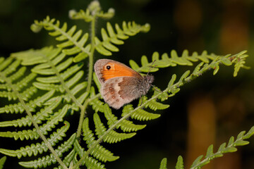 A Small Heath on Bracken.