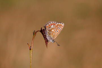 A Common Blue Butterfly roasting.