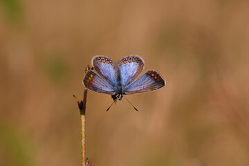 A Common Blue Butterfly basking in the Sun.