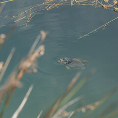 There are many fish in the pond