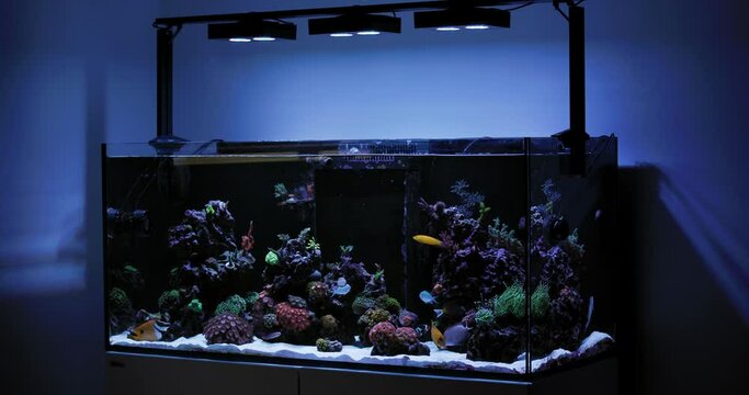 Salt Water Reef Aquarium with many types of Coral and Tropical Reef Fish. Coral Polyps