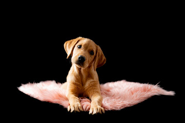 Adorable golden labrador retriever puppy lying on a fluffy pink blanket