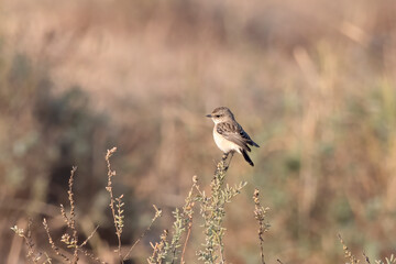 Siberian stonechat or Saxicola maurus observed in Greater Rann of Kutch in India