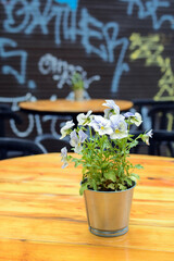 delicate violet flowers in a metal pot on a table on the terrace