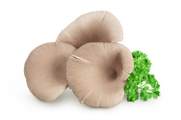 Oyster mushrooms isolated on white background with full depth of field