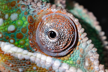 Naklejka premium Panther Chameleon. Furcifer pardalis. Close-up.