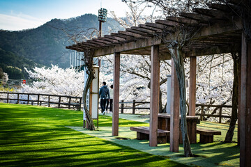 福井県おおい町丸山公園の春の風景