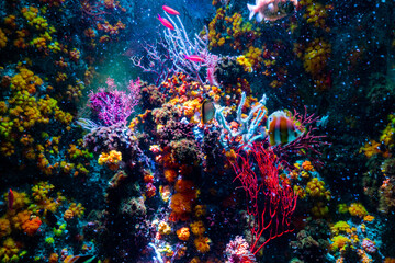 Naklejka na ściany i meble Underwater photo of coral reef with colourful fish