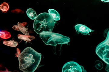 Underwater photo of jelly fishes on black background 