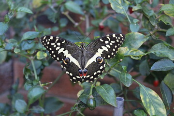 Beautiful perfect, imperfect butterfly