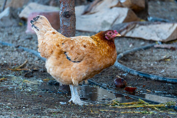 a hen on farm yard