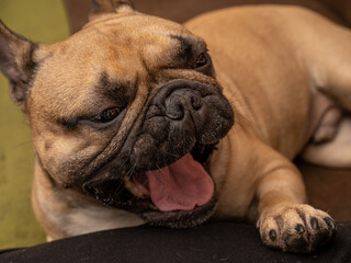 French bulldog with wide yawn and big tongue