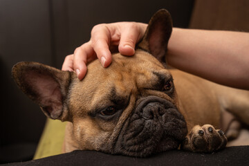 The French Bulldog loves to be petted