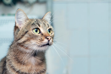 Brown striped cat with an attentive look in the room on a blurred background, copy space