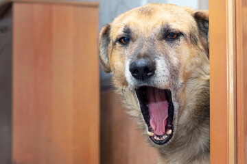 A large brown dog with an open mouth in the room peers through the open door