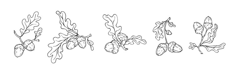 Set of line sketches of oak tree branches with acorns.Decorative vector graphic.	
