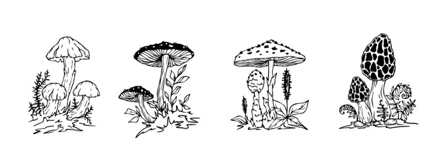 Linear sketch of toadstool mushrooms with forest plants. Vector graphics.	