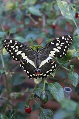 beautiful butterfly close-up