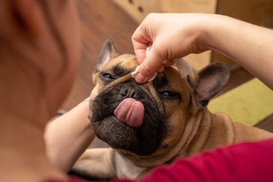 Wrinkle Cleaning for French Bulldog
