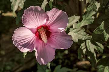 Burlington, Ontario, Canada-July 29, 2016:Close-up of a pink Rose of Sharon (Hibiscus syriacus) flower and leaves with dramatic lighting