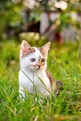 Small cute kitten sitting in the garden in the tall grass
