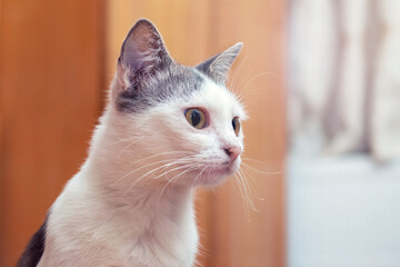 A white spotted cat sits in the room with an attentive look