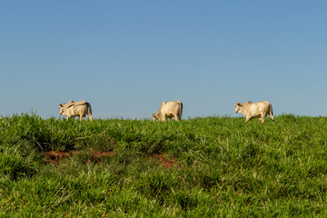 Alguns bois no pasto verde e fresco com céu azul ao fundo.