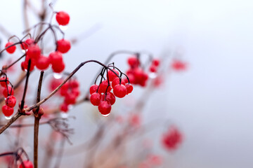 Fototapeta na wymiar Viburnum bush with red berries covered with raindrops