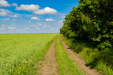 Fototapeta na wymiar A green field of peas and blue sky.